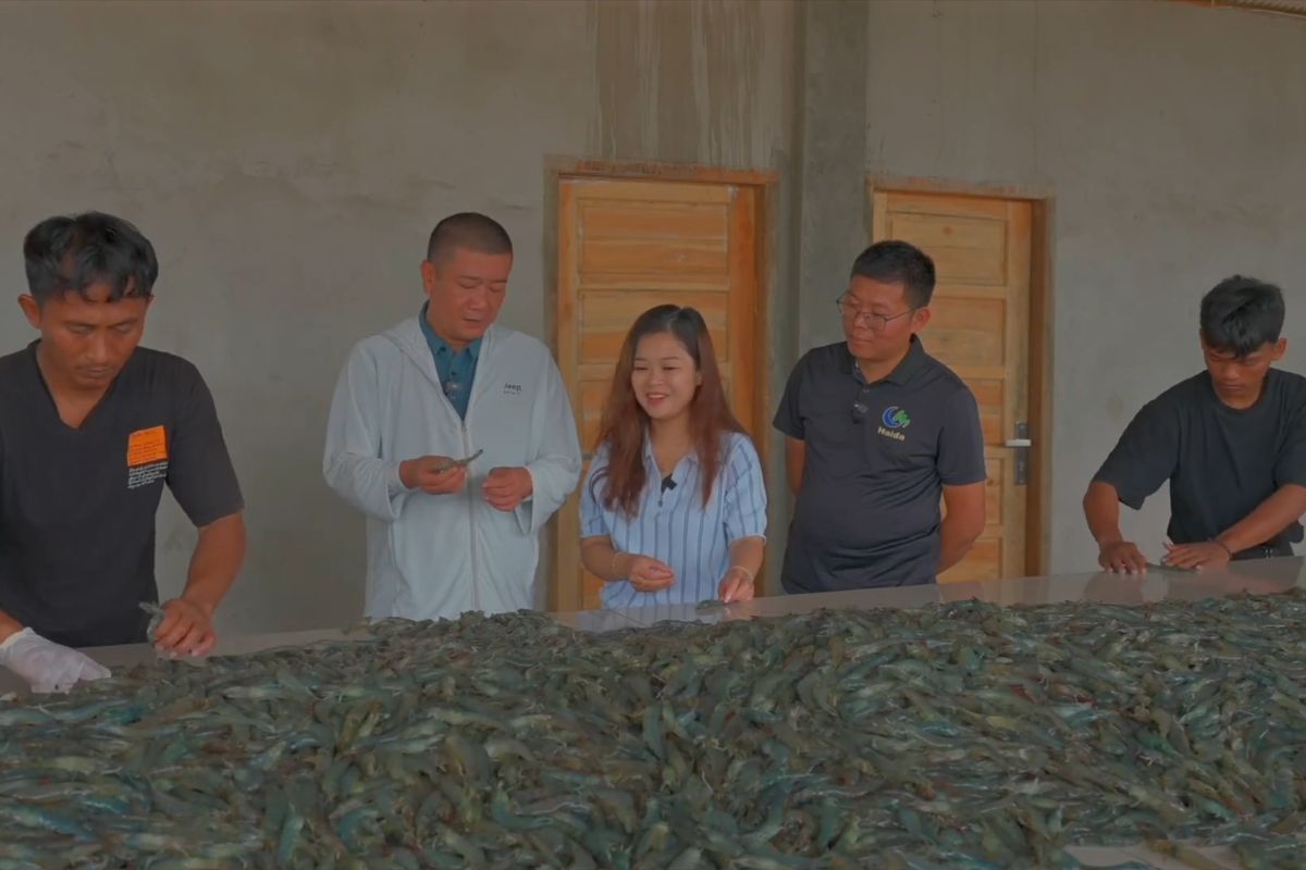 Yang Terjadi Saat: Berawal dari Tambak Udang Menuju Harapan Baru: Jejak Kerja Sama Ekonomi Biru Tiongkok-Indonesia