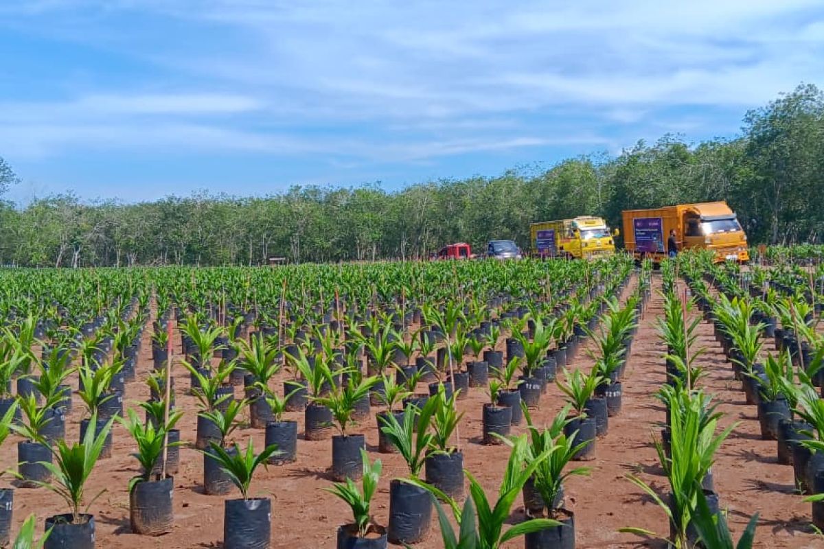 Latest Program: Gapki distribusikan genetik sawit asal Tanzania di Sumut