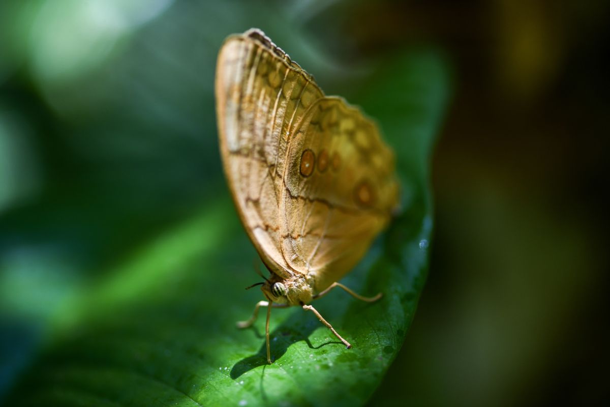 Menilik kemunculan massal kupu-kupu Stichophthalma di Yunnan – China