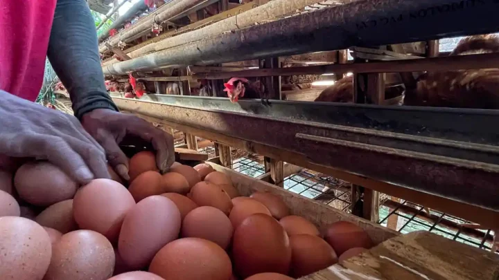 New Policy: Harga Telur Anjlok Parah, DPR Desak Kemendag Segera Bertindak