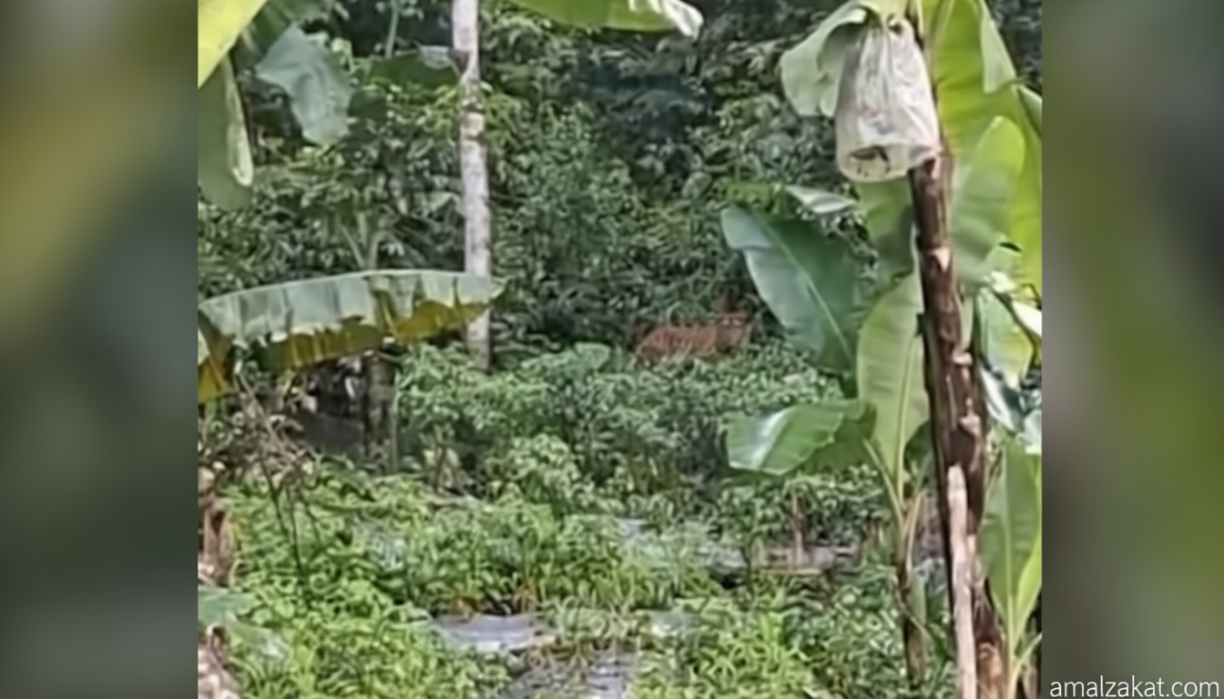 Harimau Sumatera muncul di persawahan Agam – warga sembunyi di pondok