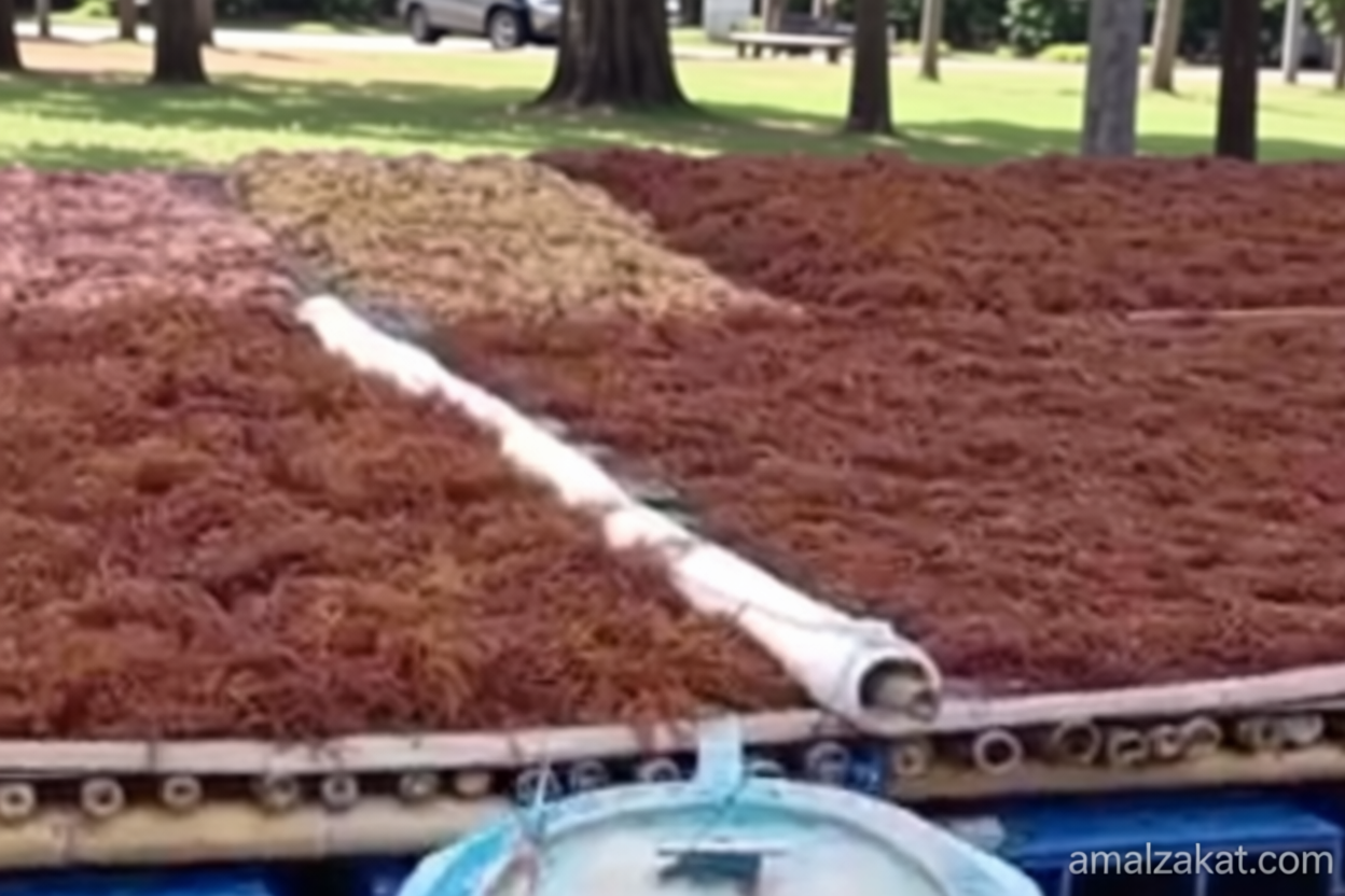 Key Issue: Kepulauan Seribu dorong budidaya rumput laut untuk peluang ekonomi