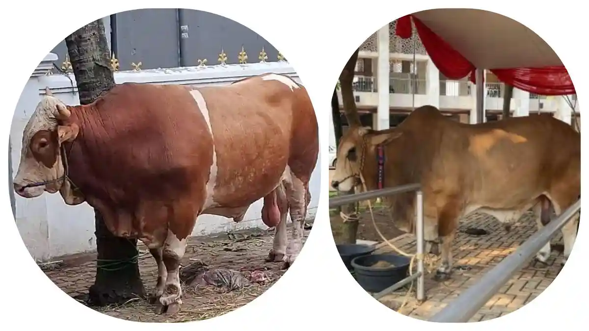 sapi-kurban-prabowo-di-Masjid-Al-Ichrom-Kalideres-vs-kurban-gibran-di-istiqlal